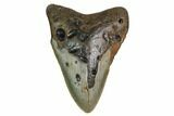 Bargain, Fossil Megalodon Tooth - North Carolina #153020-2